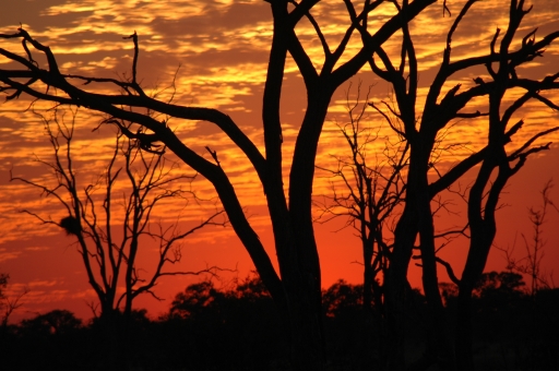 Sunset closeup 